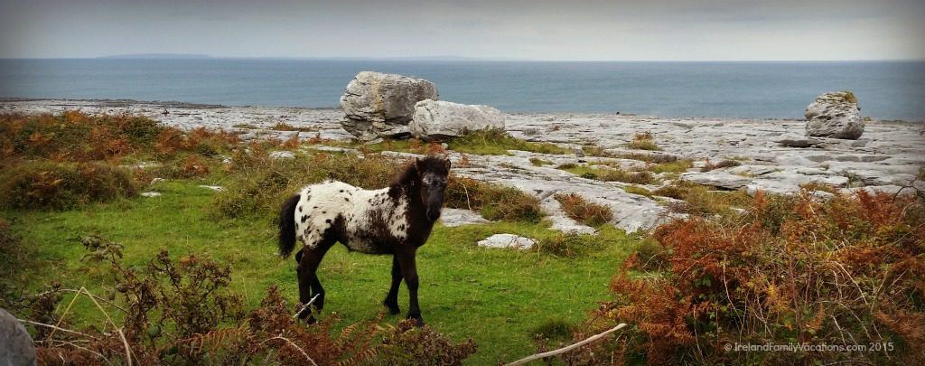 colt_in_the_Burren_County_Clare_Ireland_late_October