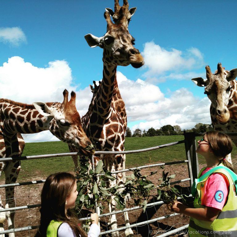 go-behind-the-scenes-at-fota-wildlife-park