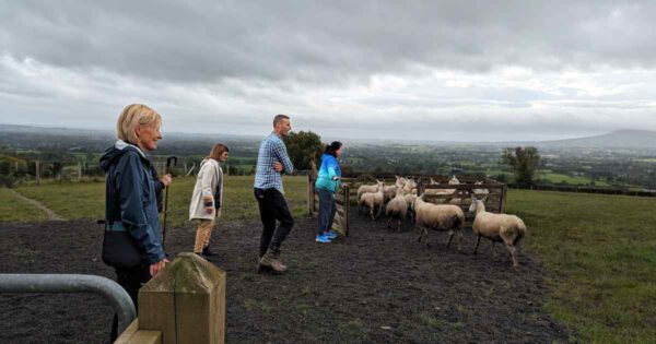 herding_sheep_Glenshane_Country_Farm_Northern_Ireland