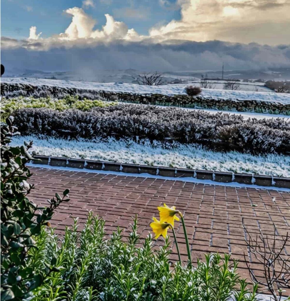 flowers_in_snow_Westport_Ireland